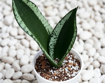 Sansevieria Whitney Seltene Schlangenpflanze