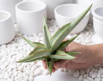 Sansevieria Swan Dancer Rare.Snake Plant