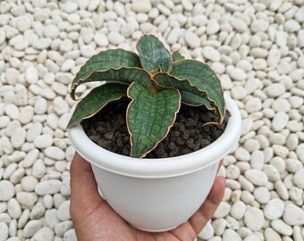 Sensevieria Hybrid Raffa Seltene Lebenspflanzen