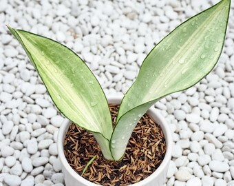 Sansevieria Moonshine bunte seltene Schlangenpflanze