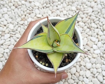 Sensevieria Pinguicula Aurea Variegierte Seltene Lebenspflanzen