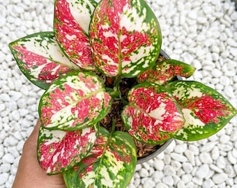 Aglaoneema dreifarbige seltene Lebenspflanzen