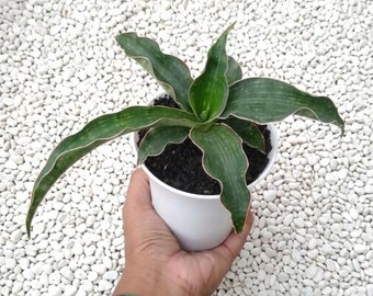 Sensevieria Hybride Adelia Seltene Lebenspflanzen