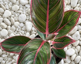 Aglaoneema Khanza Seltene Lebenspflanzen