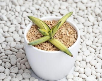 Sansevieria Motomo variiert selten Schlangenpflanze