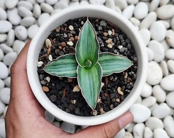Sansevieria Dunkelgrüne Klon Prägung Bunt Seltene Schlangen Pflanze