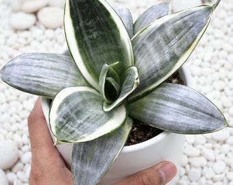 Sansevieria Silver Frost Rare.Snake Pflanze