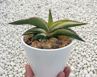 Senseviera Robusta Zwerg Weiß Bunt Seltene Lebenspflanzen