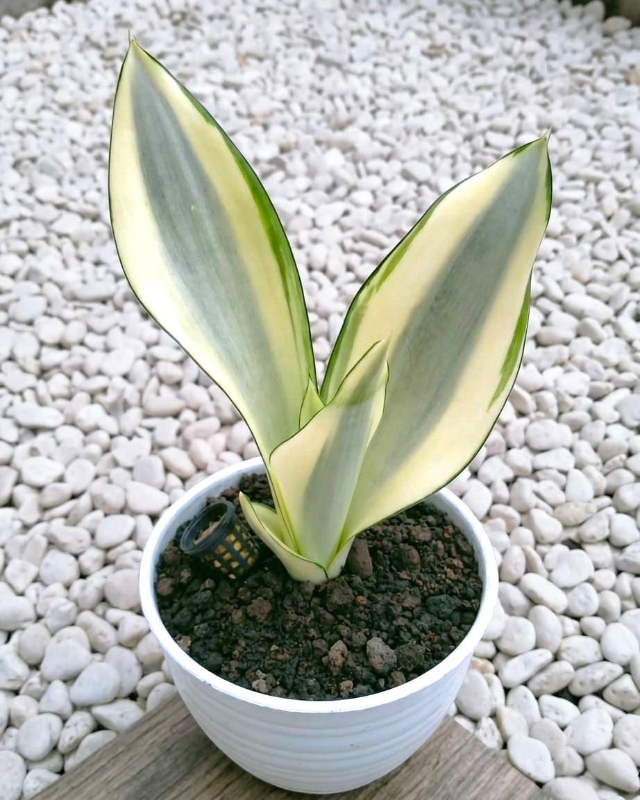 Sansevieria Moonshine Splash - Etsy UK