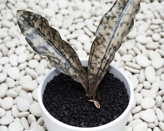 Sensevieria Kirkii Brown Variegated Seltene Lebenspflanzen