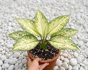 Aglaoneema White Vermächtnis Pflanzen
