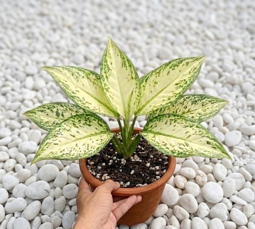 Monstera legacy - Etsy 日本