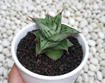 Sansevieria Hybrid Kaisar Seltene Schlangenpflanze