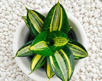 Senseviera Siam Tower Variegated Seltene Lebenspflanzen