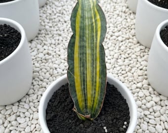 Sensevieria Dragon King Variegated Seltene Lebenspflanzen