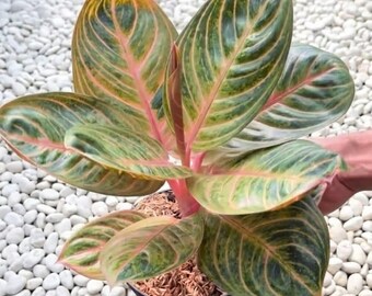 Aglaoneema Moonlight seltene Pflanzen