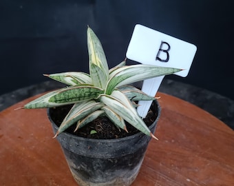 Sensevieria Blue Clone Variegated Seltenes Leben Pflanzen Echte Bild