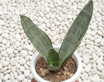 Sansevieria Trifasciata Morgenstern Rare.Snake Plant