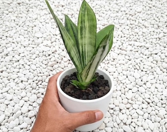Sansevieria Moonshine brasilianische Rare.Snake Pflanze