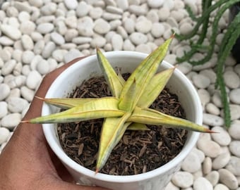 Sensevieria Blue Clone Gelb bunte seltene Lebenspflanzen