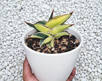 Sensevieria Rorida Dagger Variegated Seltene Lebenspflanzen