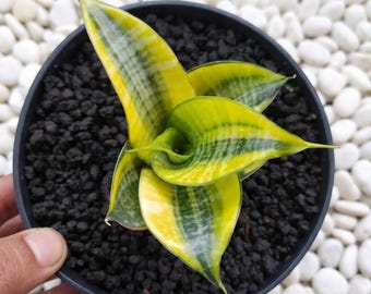 Sansevieria Trifasciata Golden Hahnii seltene Schlangenpflanze