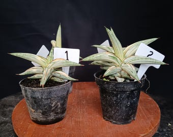 Sensevieria Blue Clone Variegated Seltenes Leben Pflanzen Echte Bild