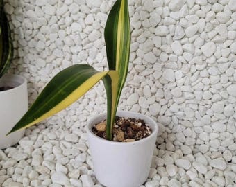 Sensevieria Dooneri Variegated Seltene Lebenspflanzen