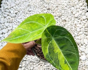 Anthurium crystallinum variegata Lebenspflanzen