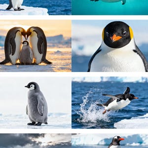 Peut inclure: Ensemble d'images de manchots dans leur habitat naturel. Les photos montrent des manchots sur la glace, nageant sous l'eau et sautant hors de l'eau. Les manchots sont noirs et blancs, avec des accents jaunes et orange.