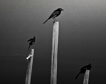 BLACK BIRDS * Ravens and Crows Giclee Print on Canvas * Moody Black and White Black Bird Photograph on Stretched Canvas, Artist Signed