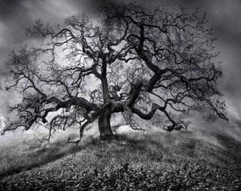 black and white tree art, old oak gothic photography, dark emotional digital photo, cloudy stormy sky artwork, thought provoking wall decor