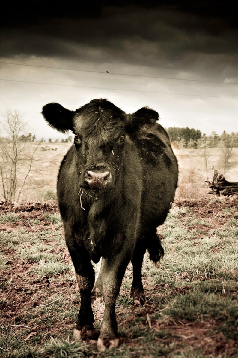 Black COW Wall Art FARM ANIMAL Photography of Black Angus Cow - Etsy