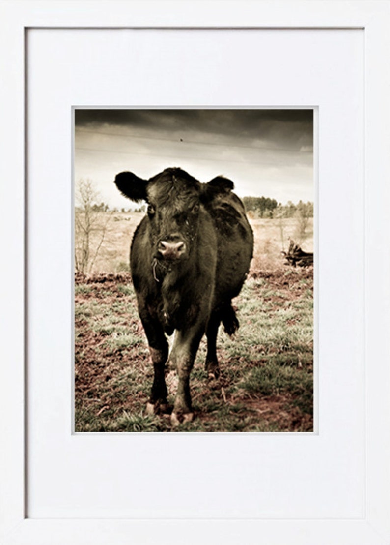 Black COW Wall Art FARM ANIMAL Photography of Black Angus Cow Etsy