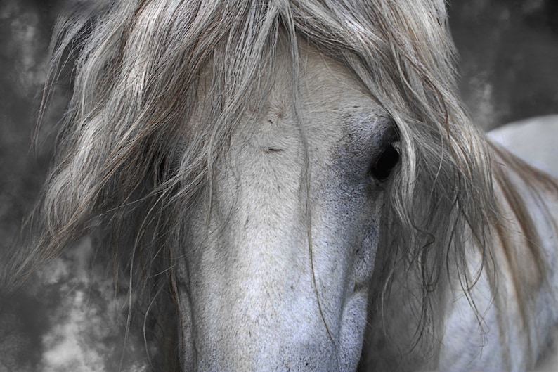 WHITE HORSE Print on Canvas Original Equestrian Photography Etsy