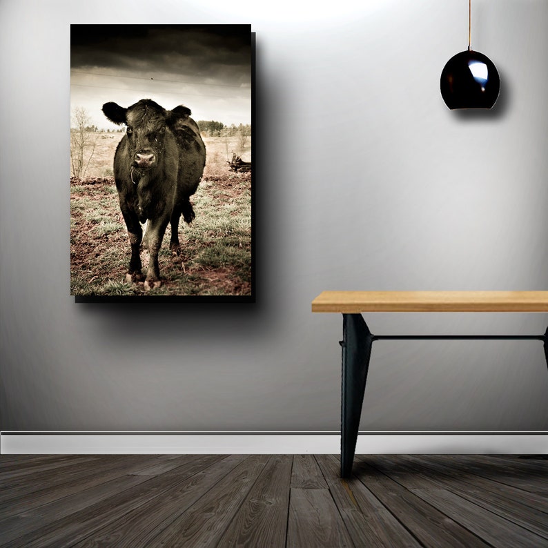 Black COW Wall Art, FARM ANIMAL Photography of Black Angus Cow in Field