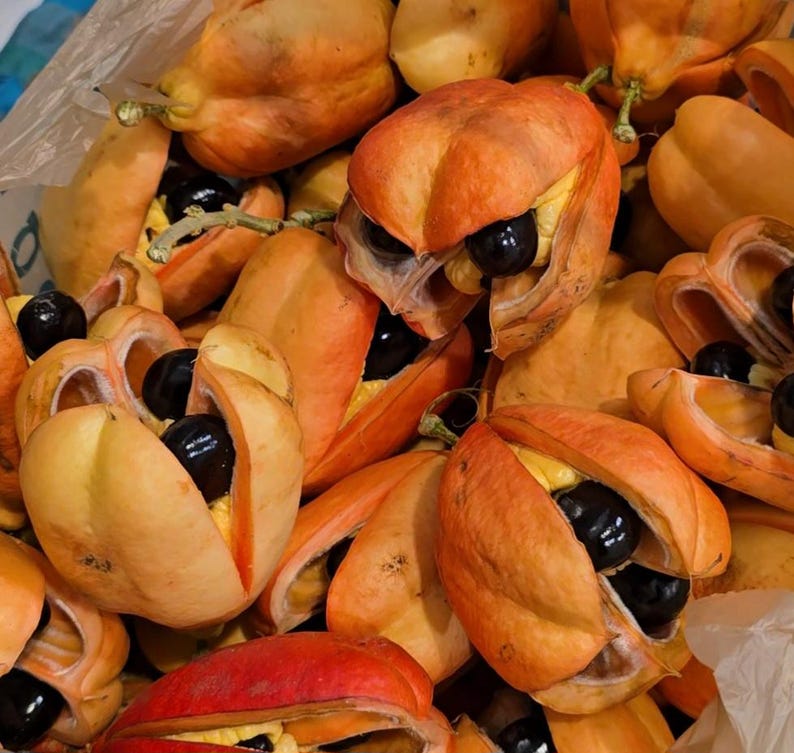 Organic Ackee Tree - Jamaican National Fruit - Tropical Garden - Etsy