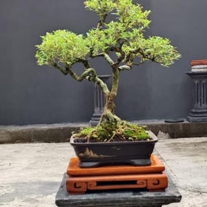 May include: A detailed bonsai tree with bright green leaves and a twisted trunk. The tree is in a dark rectangular pot, placed on a wooden stand, and displayed on a stone pedestal. The background is a dark grey wall.