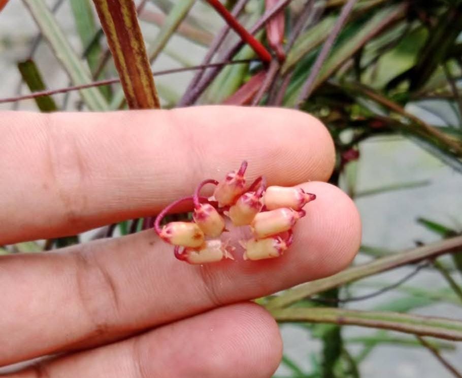 Hoya insularis - Etsy 日本