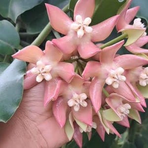 Può includere: Primo piano di un gruppo di fiori rosa di Hoya con petali a forma di stella e piccoli centri bianchi. I fiori sono circondati da foglie verdi, creando una composizione naturale e vibrante. L'immagine mostra la delicata bellezza della pianta.