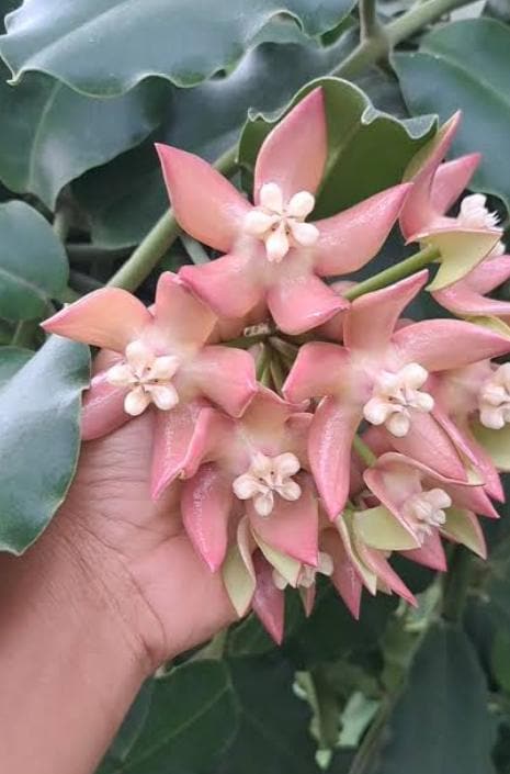 Hoya imperialis - Etsy 日本