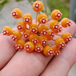 Op de afbeelding: Close-up van een tros Hoya-bloemen. De bloemen zijn klein, rond en fel oranje van kleur, met kleine rode en witte centra. De bloemen worden in een hand gehouden.