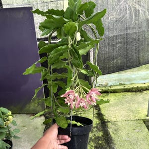 May include: A hanging potted plant with long, trailing stems and vibrant green leaves. Clusters of delicate, pink and white flowers bloom at the ends of the stems. The plant is suspended in a black plastic pot.