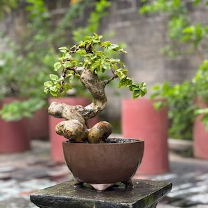 Bougainvillea Bonsai Tree - Etsy
