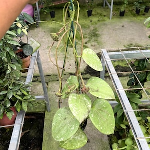 Hoya Glabra - Etsy