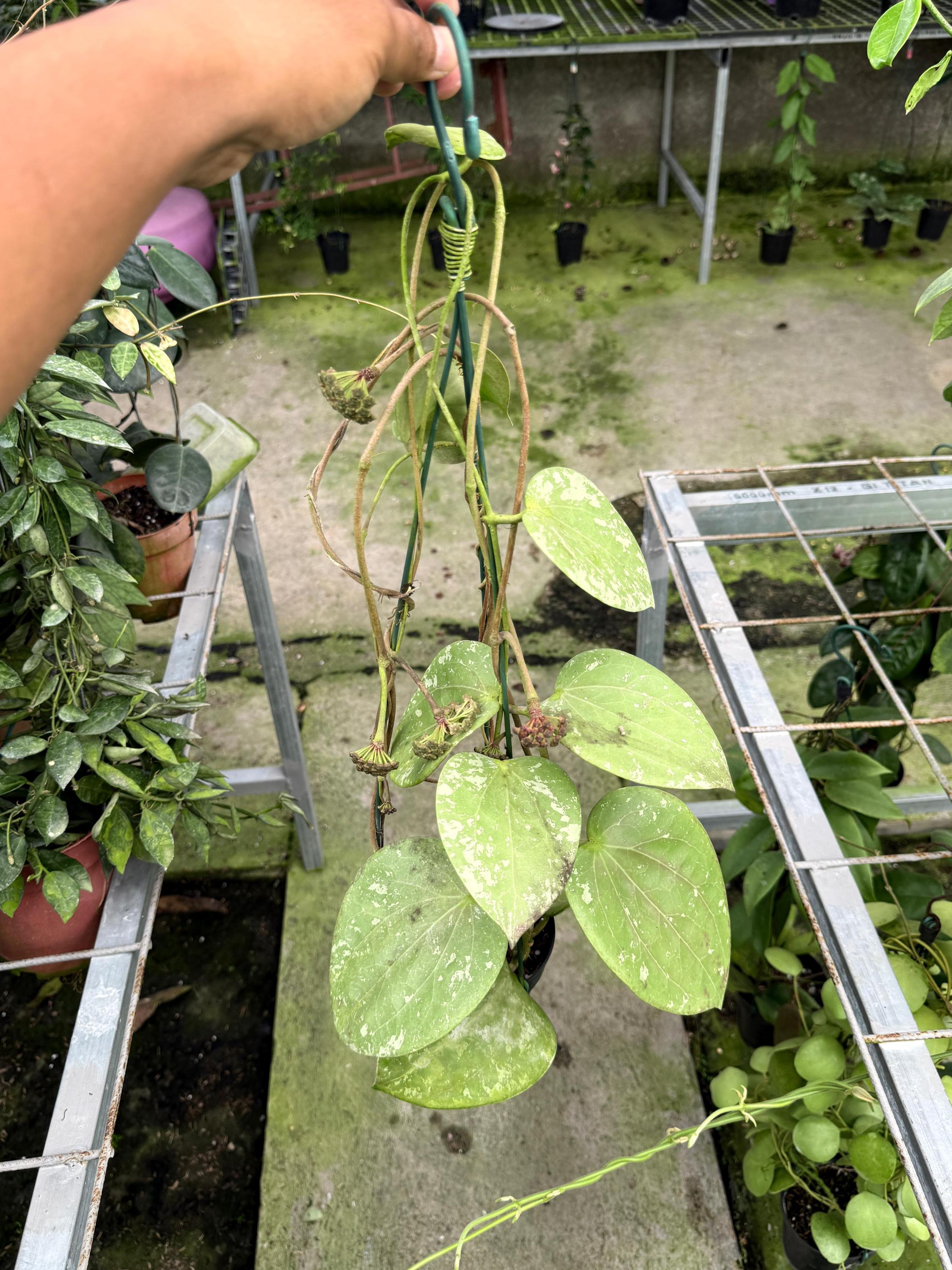 Hoya glabra - Etsy 日本