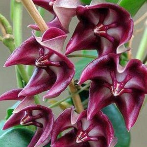 Hoya archboldiana - Etsy 日本