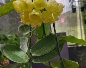 Hoya Inflata - Pick Your Plant, 4