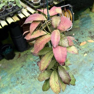 Hoya chinghungensis - Etsy 日本