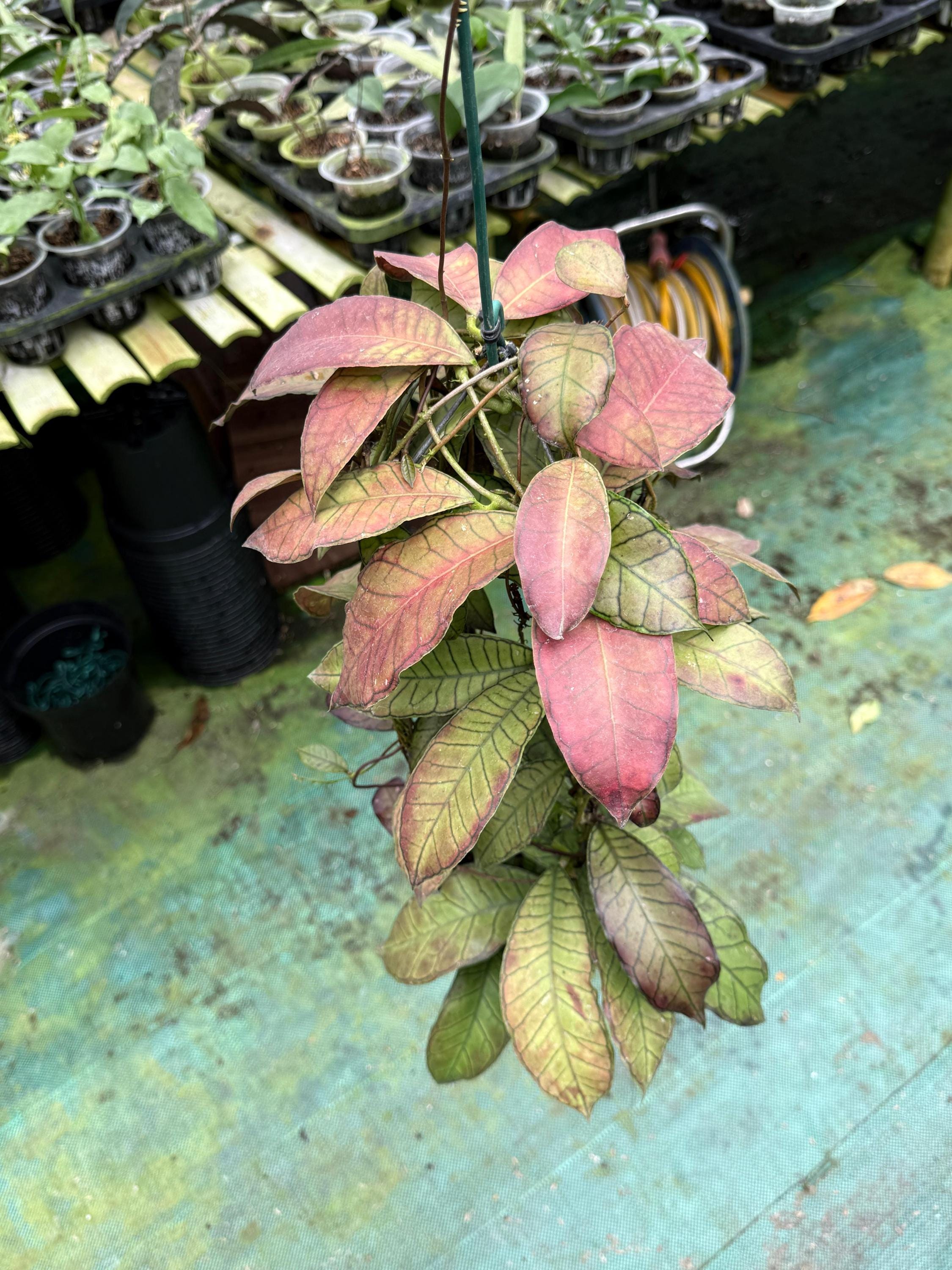 Hoya chinghungensis - Etsy 日本